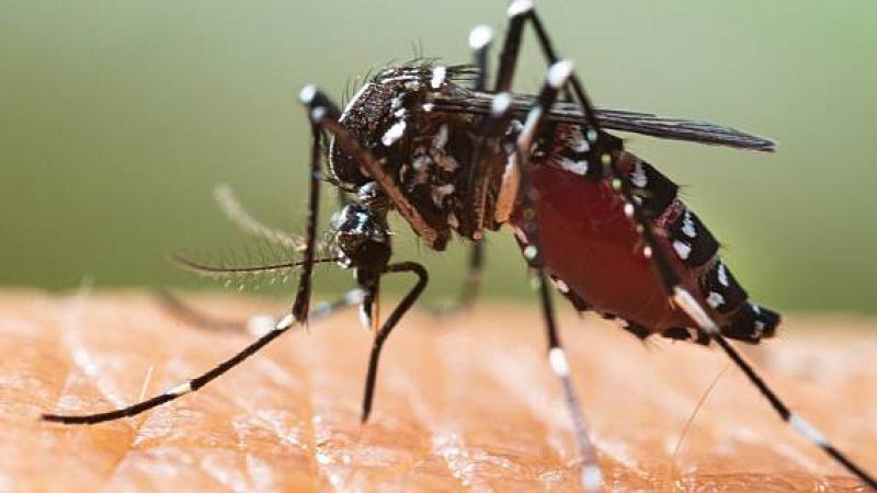 La tardor incrementa l'activitat dels mosquits