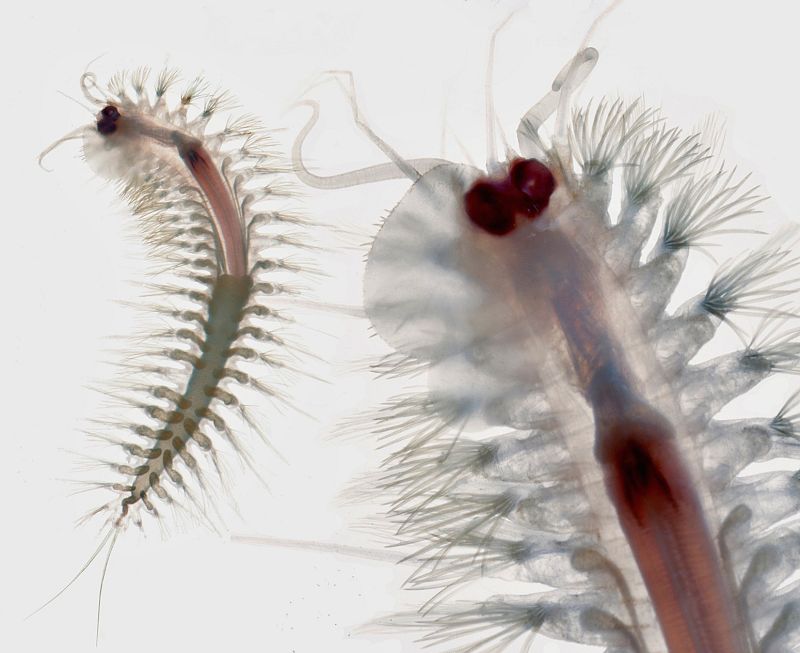 Descobert un gènere nou de cuc a una cova d'Alcúdia