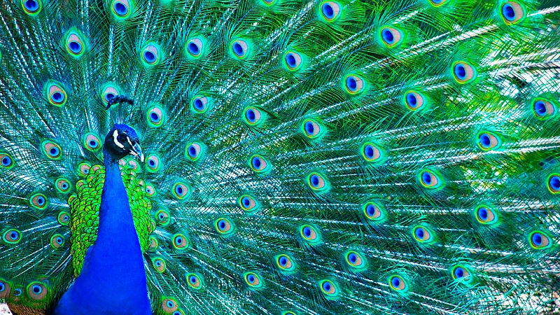 Por qu hay animales de color azul en la naturaleza?