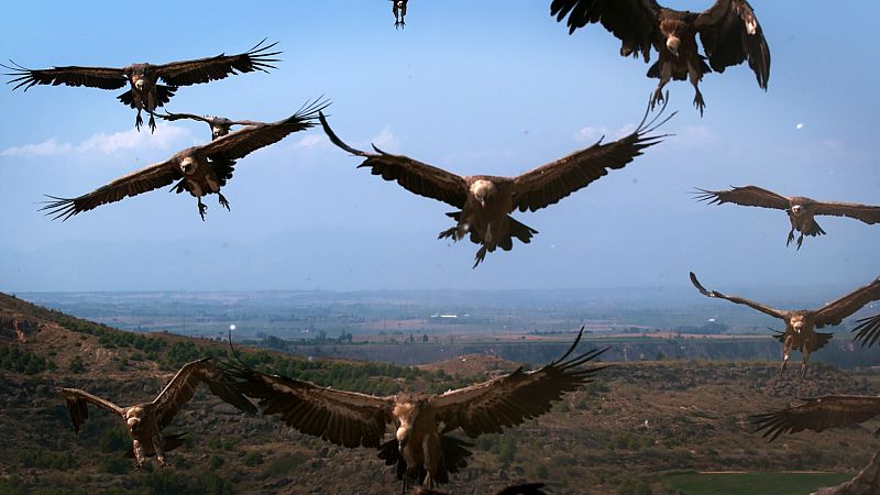 El sospechoso vuelo de los buitres leonados