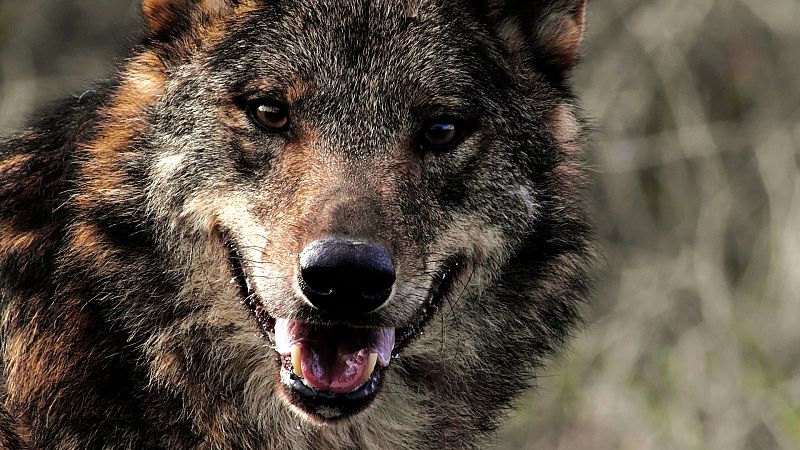 El lobo ibérico: el rey de los atletas animales