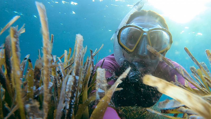 7 razones por las que perder las praderas de posidonia sera un desastre medioambiental