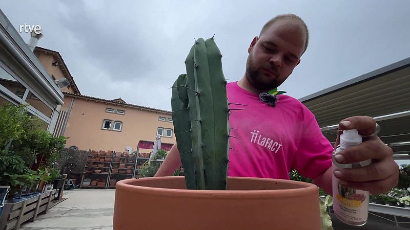Consells per les cures dels teus cactus