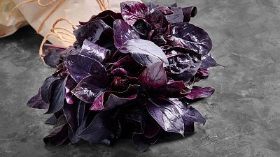 La albahaca morada: c�mo cosechar, conservar, cocinar y usar de insecticida natural
