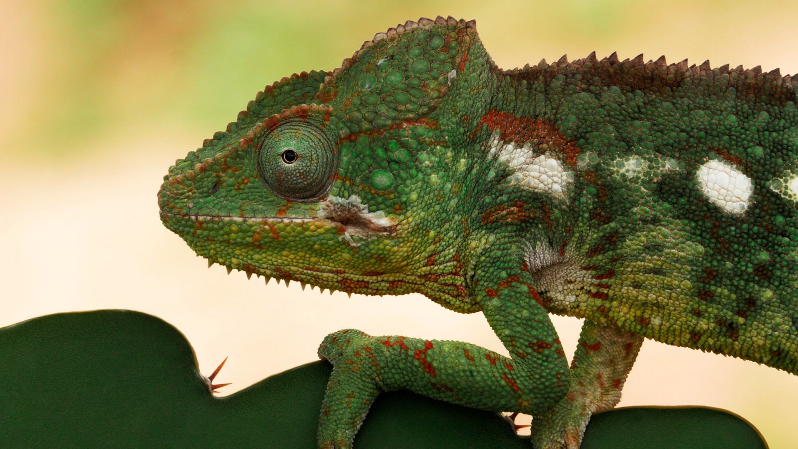 Cuaderno de campo - Camaleón - ver ahora