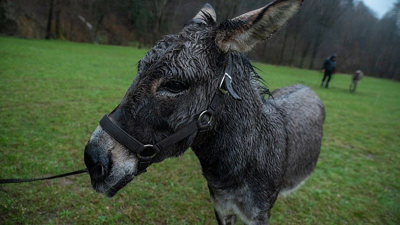 Jerzy Skolimowski: "Soy muy crítico con los seres humanos, sobre todo por cómo tratamos a los animales"