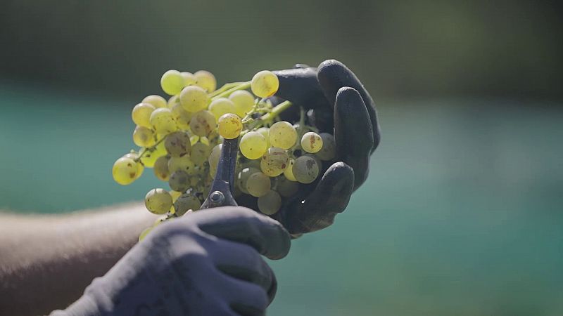 La 'Vinya d'en Sabater', el projecte que vol recuperar el passat vinícola de Santa Coloma de Gramenet
