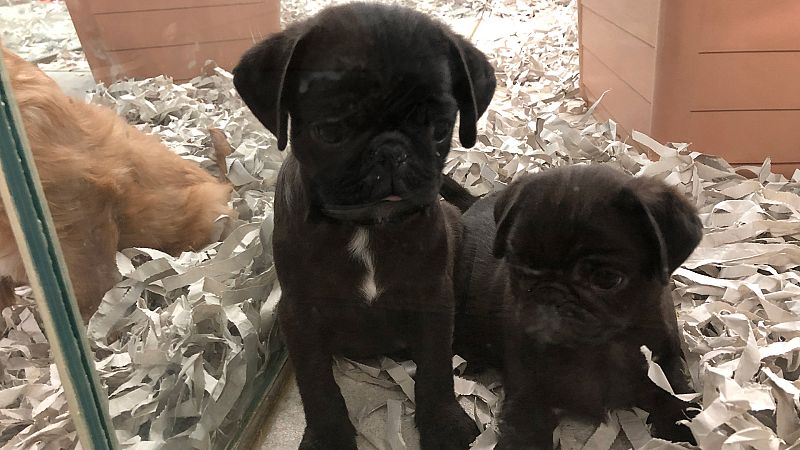 ¿Por qué la sociedad empatiza tanto con los animales de compañía?