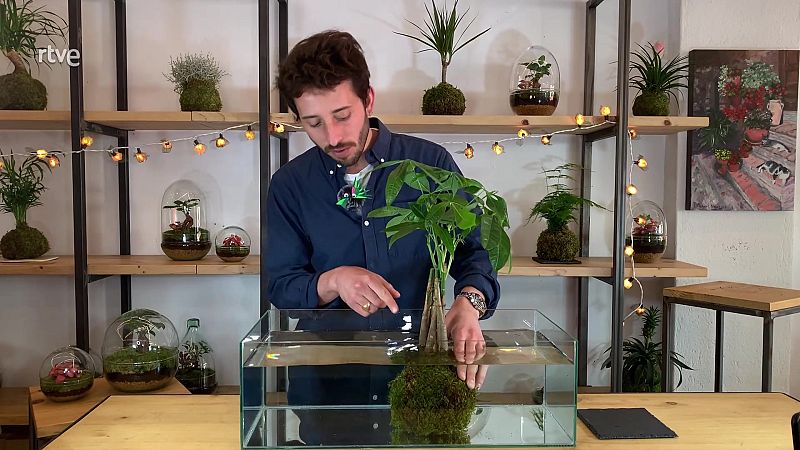 Ja tens una kokedama, i ara què?