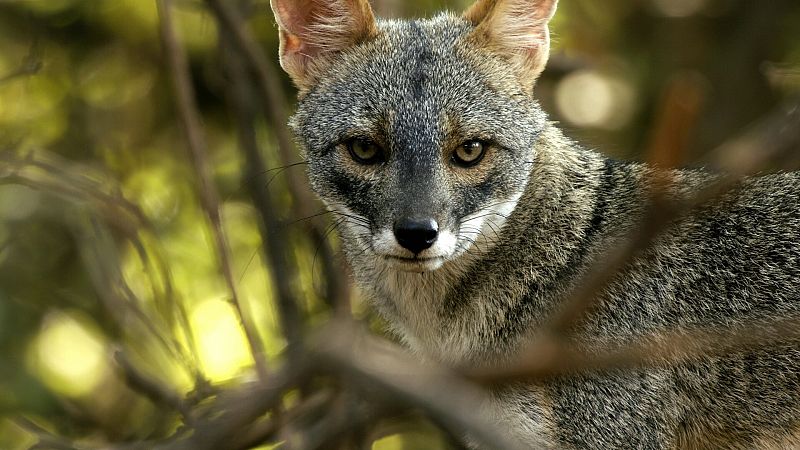 El zorro: ¿Héroe o traidor? Una leyenda contradictoria