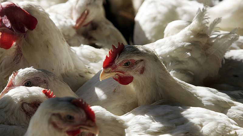 La OMS confirma los dos primeros casos de gripe aviar en humanos en España