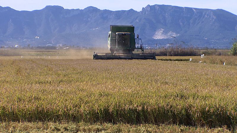 La campaña del arroz llega con un mes de retraso