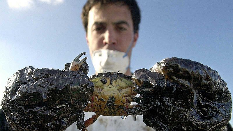 Las huellas visibles del Prestige: galletas de chapapote, animales afectados y una "carretera" submarina