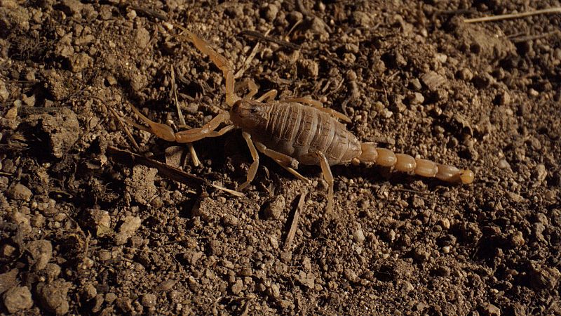 Todo lo que no sabías sobre los escorpiones, alacranes y otros bichos peligrosos