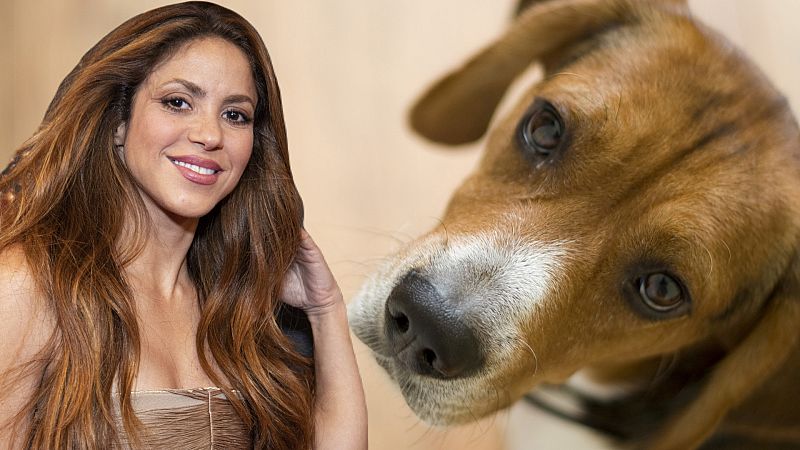 La lista de nombres de famosos que la gente pone a sus perros. Shakira arrasa pero, hay m�s