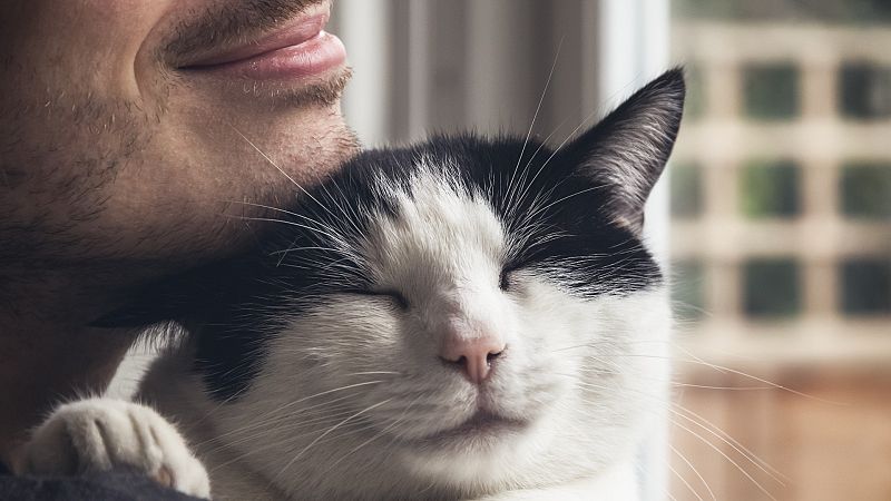 ¿Por qué los gatos ronronean?