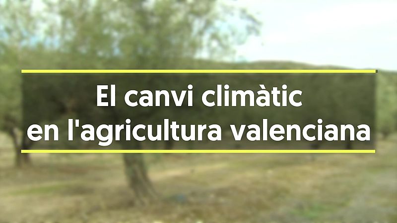 El canvi climàtic afecta directament la collita de l'oliva