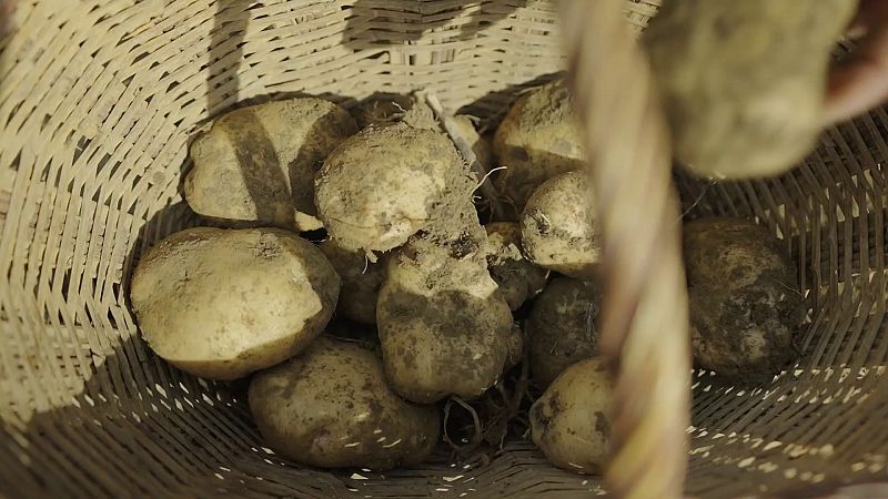 Les patates del Bufet, les millors per fer trinxat de la Cerdanya