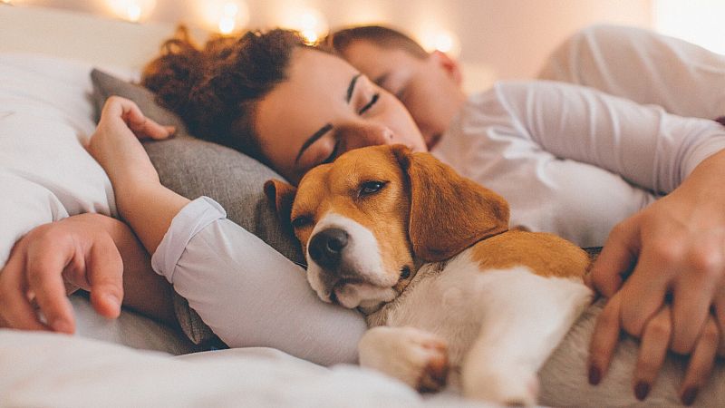 El CGPJ avisa de que maltratar a la mascota puede tener más pena que a la pareja en la ley de protección animal