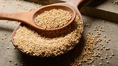 D�a Mundial de los Cereales 2023: Sorgo, el cereal sin gluten y resistente al cambio clim�tico