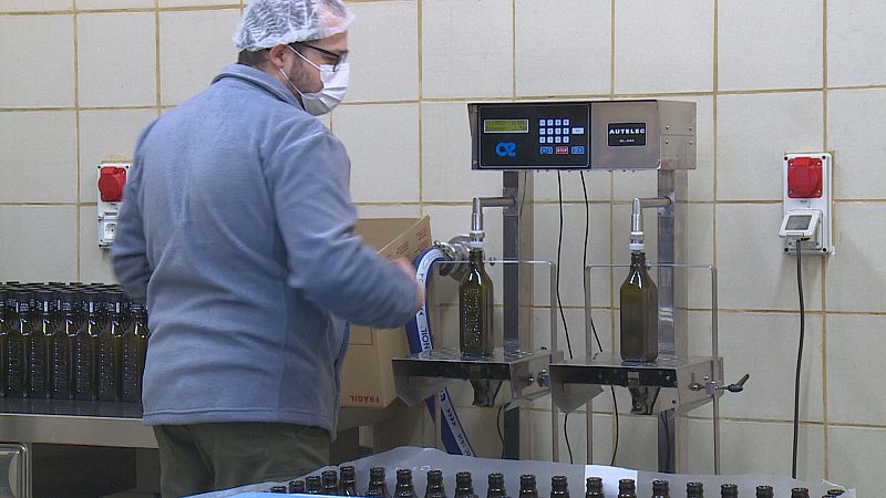 Manco producció d'oliva de Mallorca però de gran qualitat i suficient pel mercat illenc