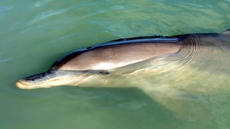 ¿Por qué los delfines duermen con los ojos abiertos?