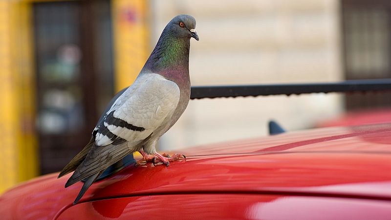 ¿En qué coches prefieren hacer caca las palomas?
