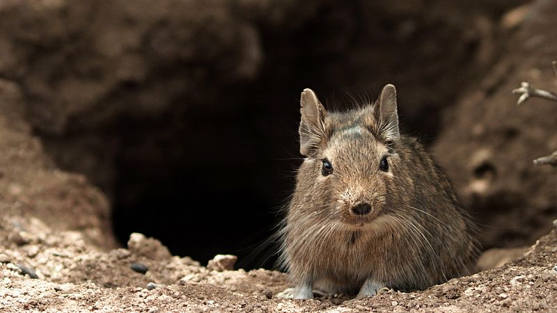 Los nuevos conquistadores: ratas y ratones