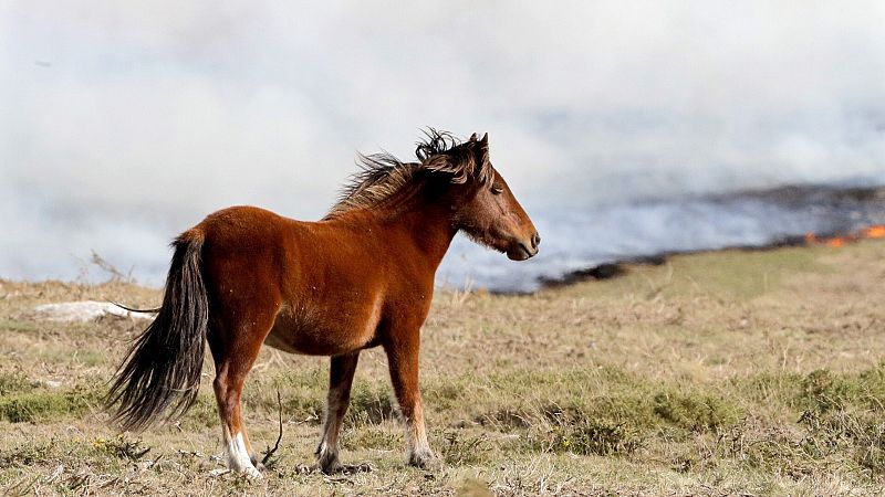 Caballos salvajes en la Espaa vaciada: el ambicioso proyecto para renaturalizar el epicentro de la despoblacin