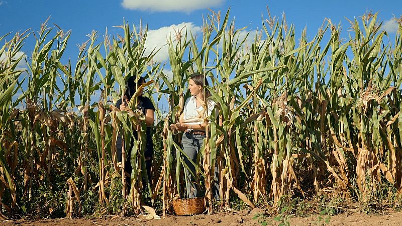 ¿Qué es la agricultura regenerativa y por qué debería importarnos?