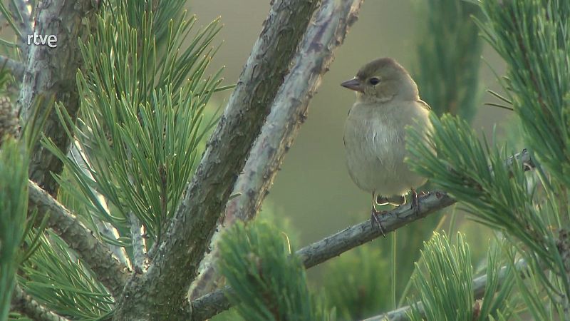 Els 4 trucs per atraure ocells al teu jardí o terrassa