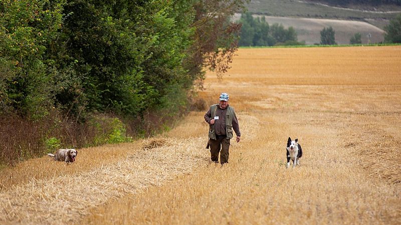 Belarra propone al PSOE excluir a los perros de caza de la ley animal para desbloquear la norma