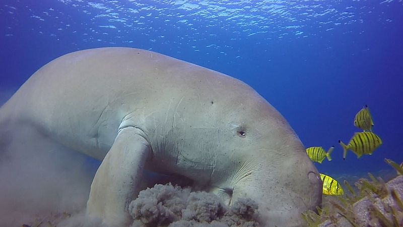 La "insostenible" actividad humana devasta la biodiversidad: el 28% de las especies amenazadas podría extinguirse