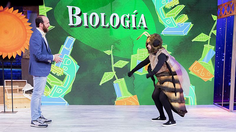 'Órbita Laika' descubre qué hace tan especiales a las abejas