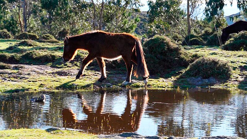 El futuro de 'As bestas salvaxes', los últimos caballos salvajes de Galicia