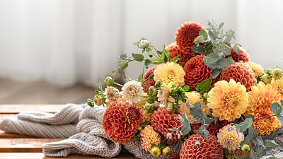 Crisantemos comestibles, c�mo cultivarlos y consumirlos