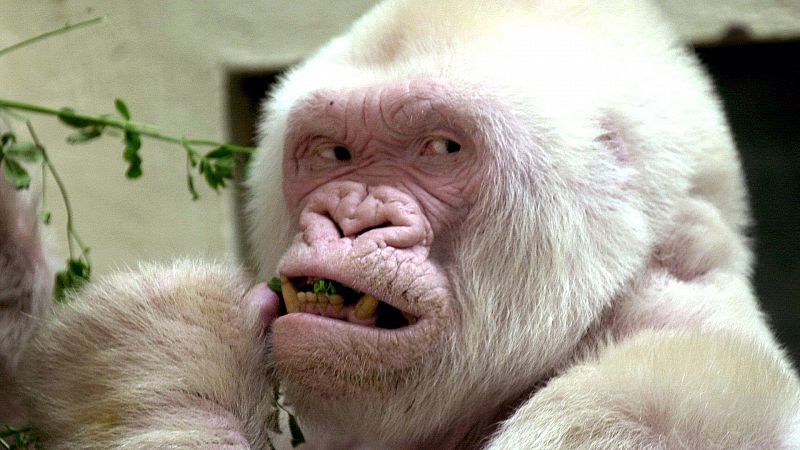 Copito de nieve, el gorila blanco: ¿Cómo murió? ¿Qué hicieron con su cuerpo?