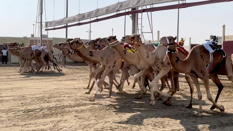 Carreras de camellos y cetrería, deportes nacionales de Catar, un país envuelto en fútbol