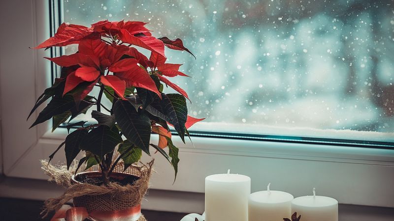4 consells per cuidar la ponsètia, la planta típica per Nadal