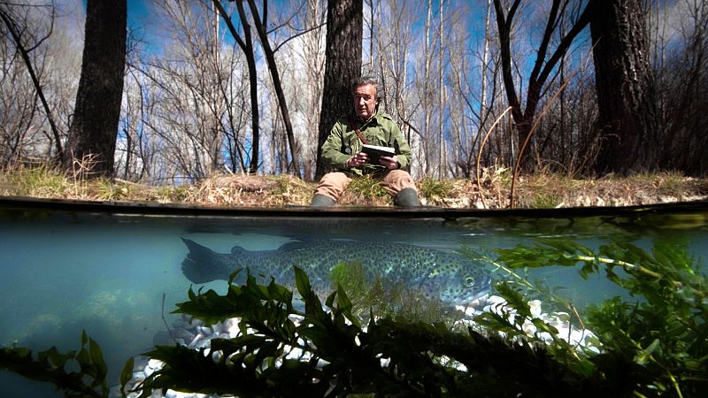 Truchas: 7 curiosidades de los peces ms aventureros y heroicos