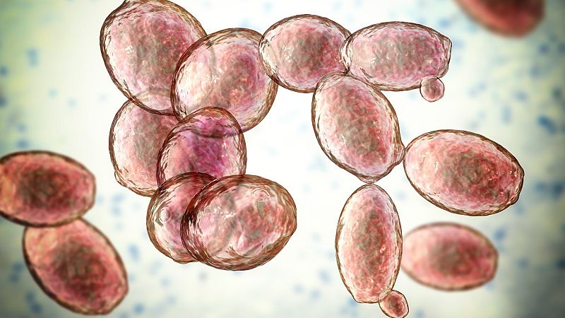 Más allá de la cerveza y el pan: ¿Pueden las levaduras ayudarnos a combatir el cambio climático?