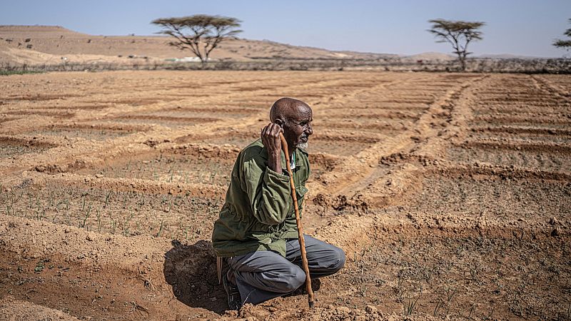 El cambio climático acaba con el ganado y la vida nómada en Somalia: "Todo se ha convertido en polvo"