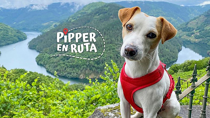 Llega a La 2 'Pipper en Ruta', el primer perro turista que ha dado la vuelta a España