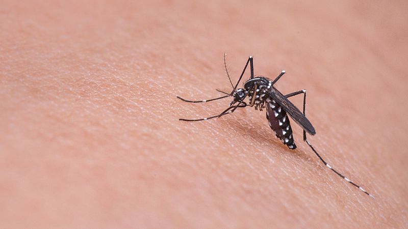 Mosquitos tigre en enero: un invierno excepcionalmente cálido multiplica los riesgos asociados a estos insectos
