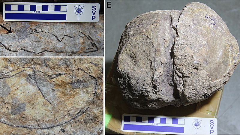 Descubren un criadero con más de 200 huevos fósiles de titanosaurio en India