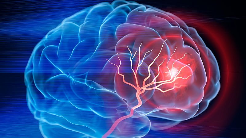 Neuroplasticidad: ¿Cómo se transforma y repara nuestro extraordinario cerebro?
