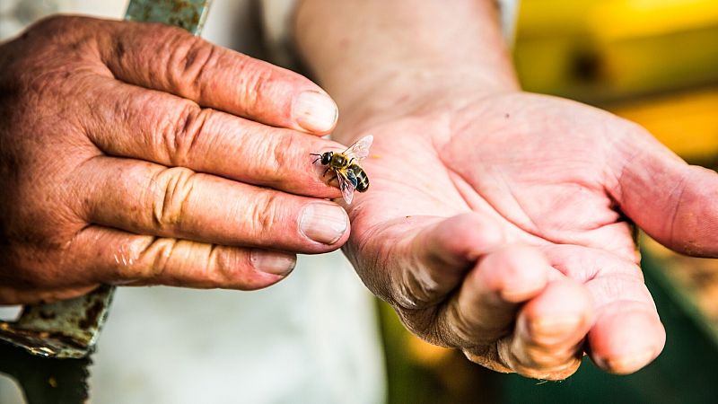 ¿Vacunar a las abejas puede salvar el planeta?