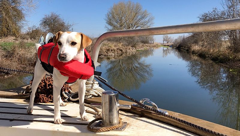 3 barcos que permiten navegar con perro por el Canal de Castilla