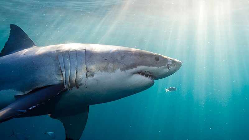 ¿Sabías que los tiburones tienen un "GPS" integrado?