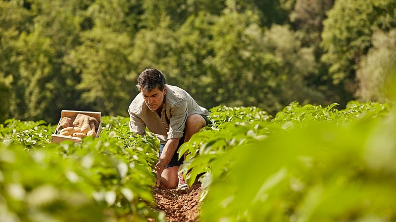 El Gobierno aprueba ayudas de 300 millones para agricultores por el encarecimiento de costes y fertilizantes